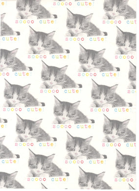 Printed Paper Funny Photos Cute Kitten